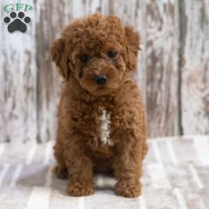 Kayla, Mini Labradoodle Puppy